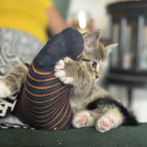 09E89F68-A7DF-42F1-B3EE-12E1442D8356_1_105_c